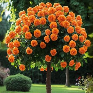 Роза Солнечный Шарм купить по цене от 349р. в интернет-магазине «Посадика» с доставкой почтой в в Якутске и по всей России – [изображение №1].