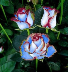 Роза Сафайер Пэтл купить по цене от 450р. в интернет-магазине «Посадика» с доставкой почтой в в Якутске и по всей России – [изображение №1].